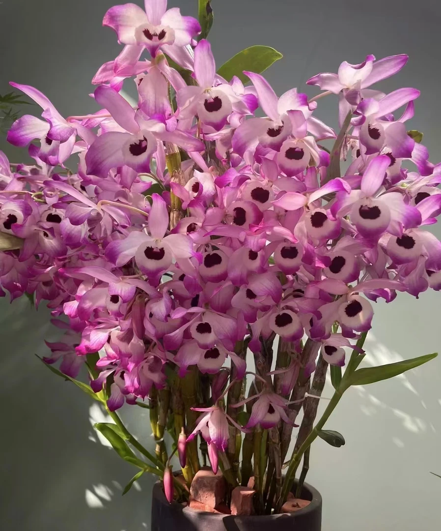 金钗石斛福利  新手推荐 易养活