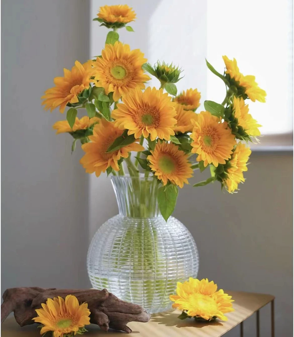 生活鲜花【花管家】绿芯向日葵