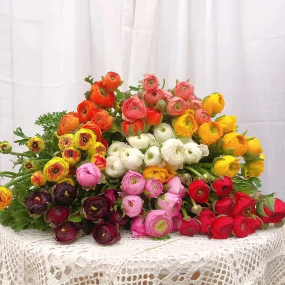 新疆生活鲜花【洋牡丹】10支装