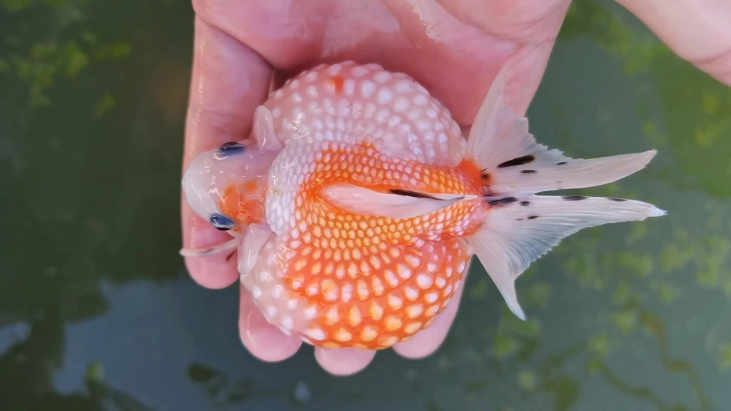 珍珠金鱼渔场直销包邮包活到家。