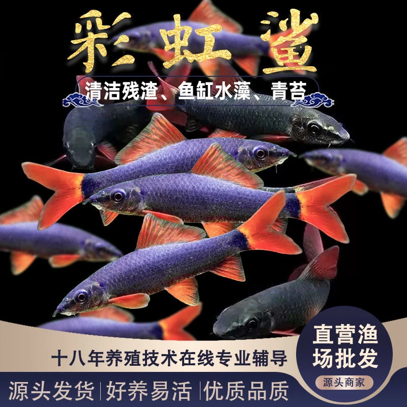 清道夫彩虹鲨淡水鱼清洁鱼缸藻类残渣鱼粪工具鱼热带观赏鱼吃粪便