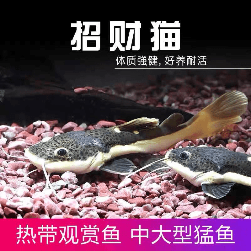 红尾招财猫鱼小狗仔鲸大型红尾鲶鱼宠物热带观赏鱼风水鱼活的便宜