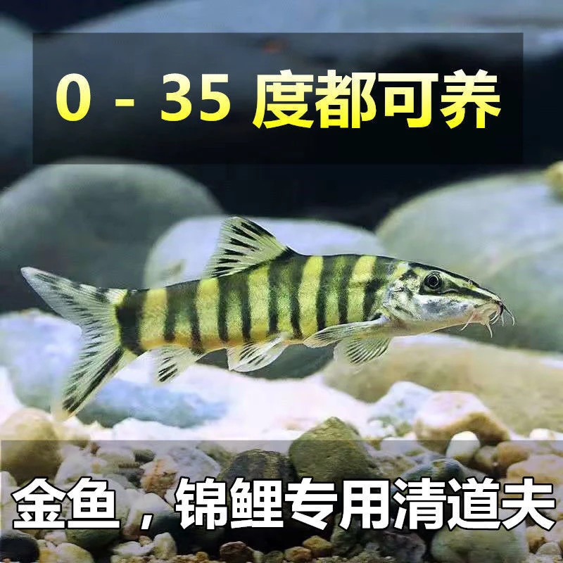 观赏鱼冷水清洁鱼沙鳅鱼花泥鳅原生淡水除藻工具垃圾鱼青苔鼠鱼