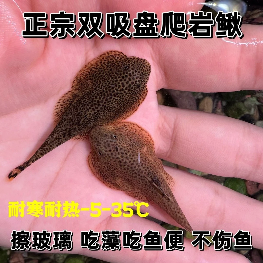 贵州爬岩鳅双吸盘冷水清道夫吸鳅除藻不加温琵琶鱼小提琴清洁工