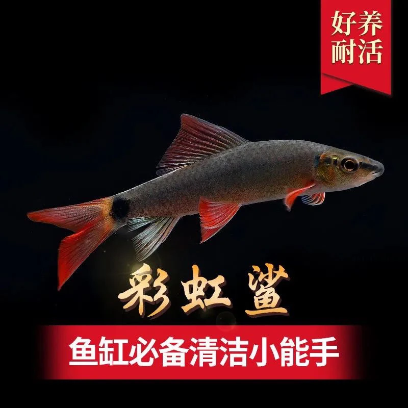 彩虹鲨鱼金苔鼠鱼除藻清洁鱼粉红鲨鱼热带观赏鱼清道夫蓝鲨淡水