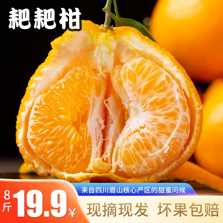 【坏果包赔】正宗眉山春见耙耙柑产地直发树上熟不知火丑柑子当季1