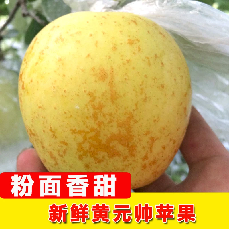 【M3粉面香】正宗金帅黄金帅黄元帅粉面香甜新鲜苹果水果当季