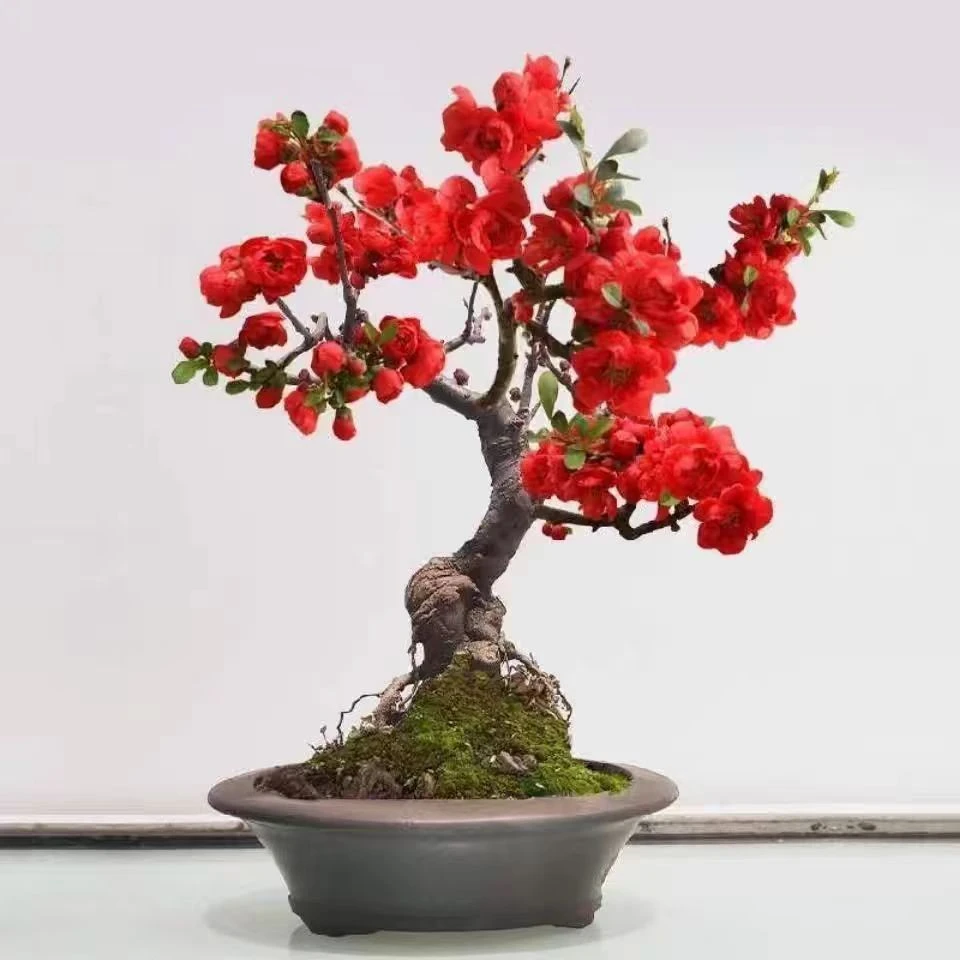 小玫瑰海棠花树苗盆栽绿海棠盆景银长寿树桩耐寒室内阳台花卉绿植