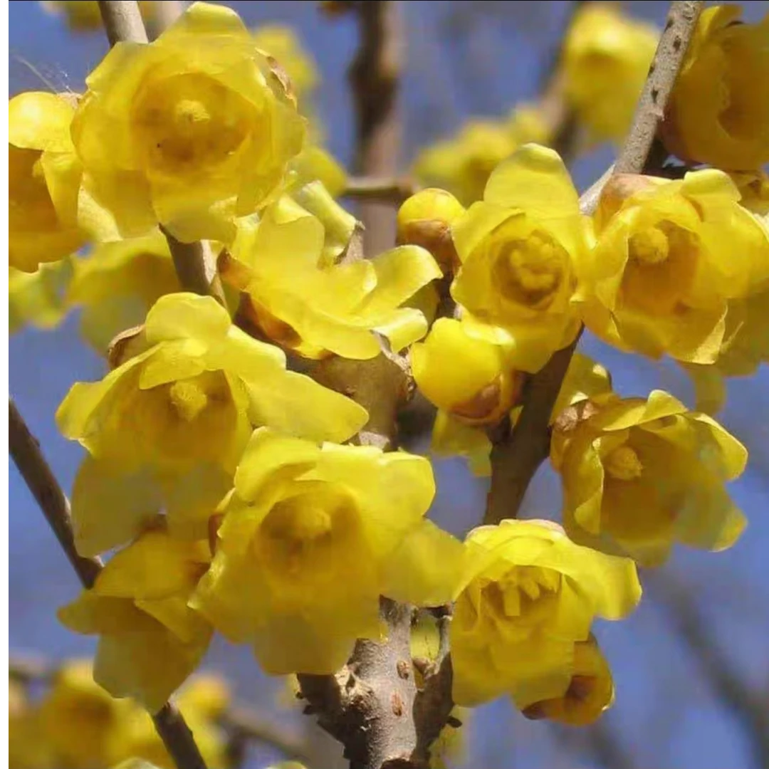 【黄金万两】盆栽地栽植物鲜花绿植