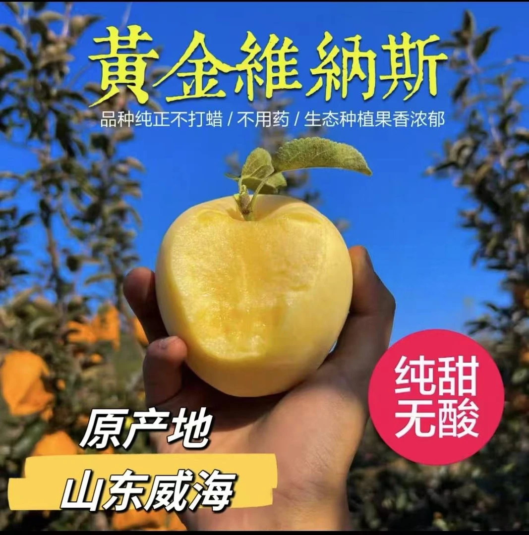 [自有果园]正宗威海黄金维纳斯纯甜无酸