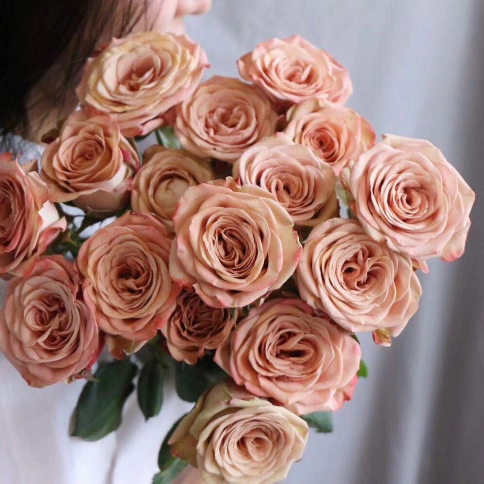 卡布奇诺单头玫瑰鲜切花云南基地直发花店家庭插花