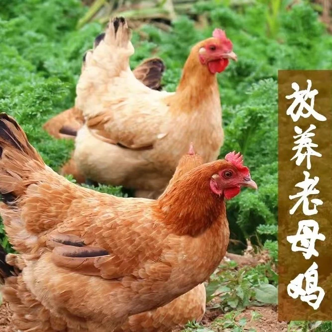 正宗东北散养鸡溜达鸡下蛋鸡土鸡小笨鸡老母鸡现杀现卖2斤3斤包邮