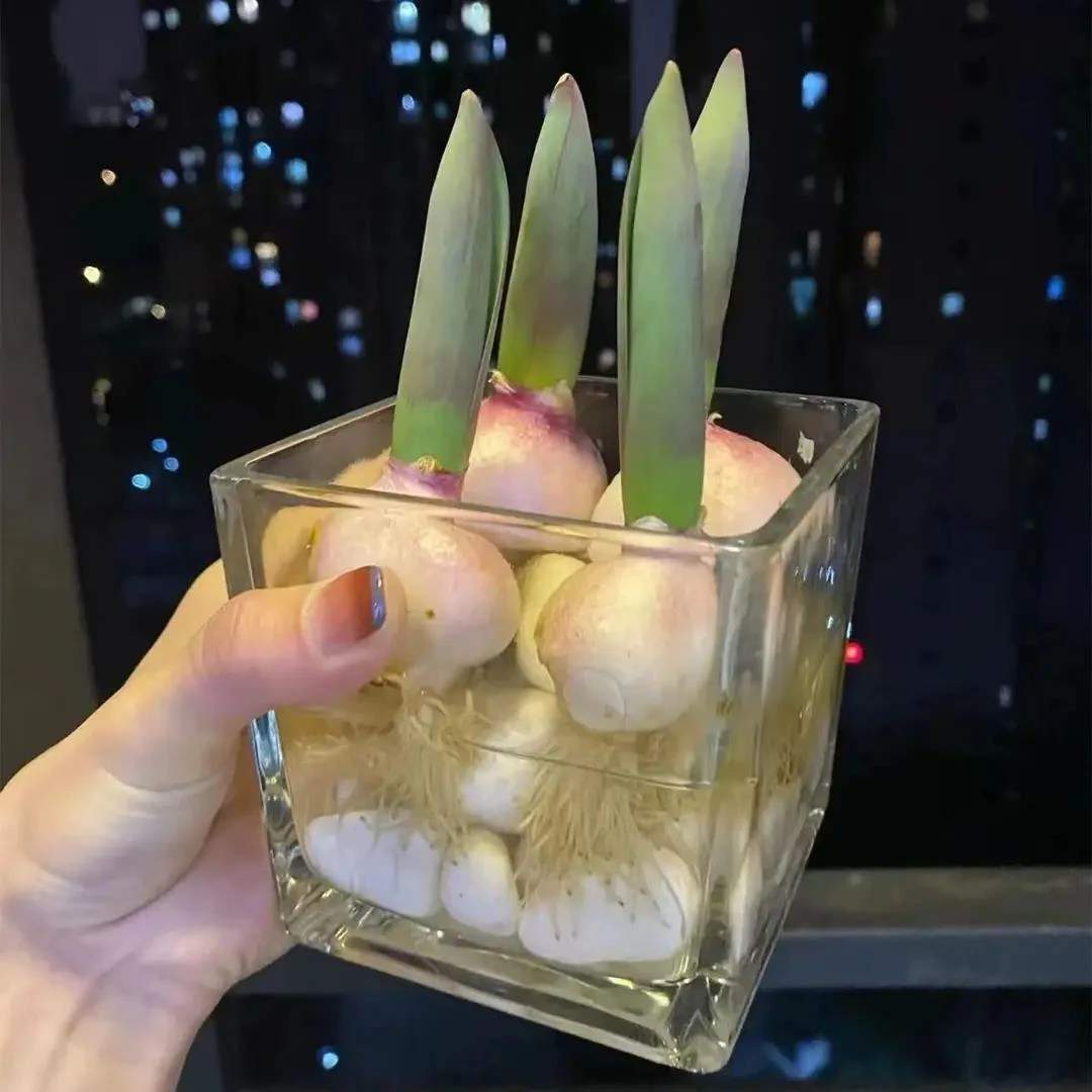 郁金香种球懒人水培花卉盆栽成活春天原生耐寒四季种植葡萄水仙花