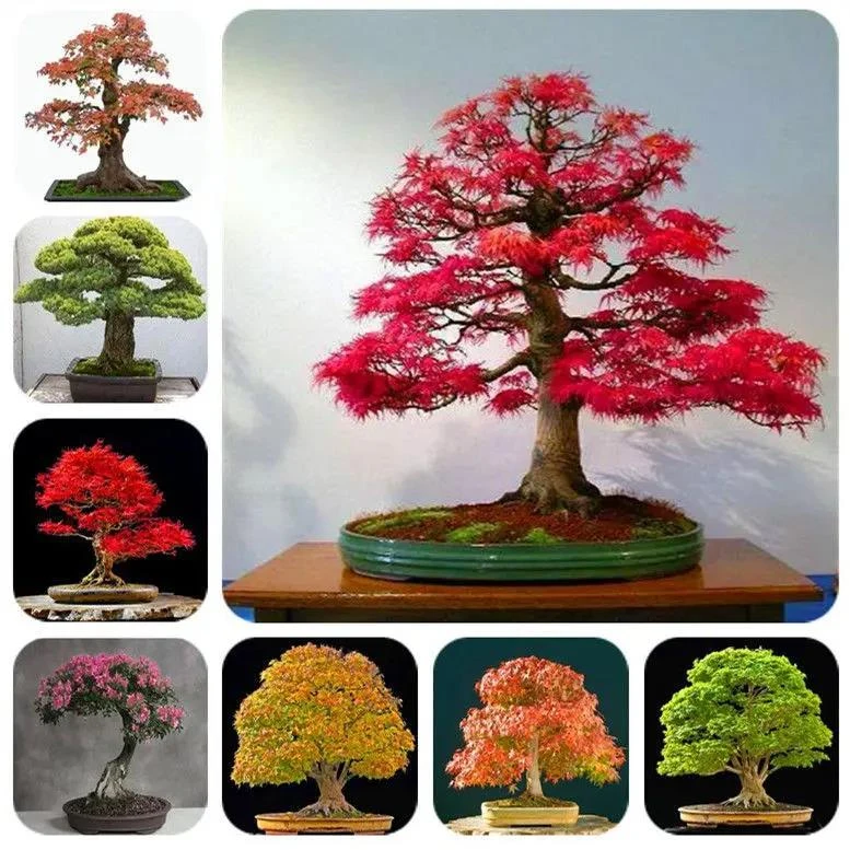 红枫种子四季易种易活绿植盆景室内外花卉盆栽观叶植物种子