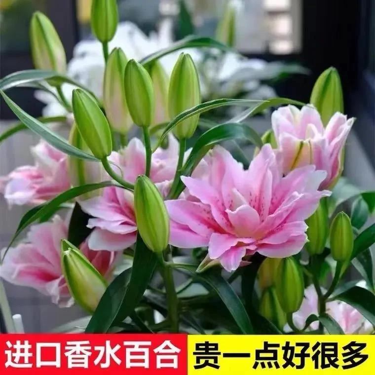 带芽种球香水百合浓香型进口多头重瓣室内外种植盆栽观花植物好养