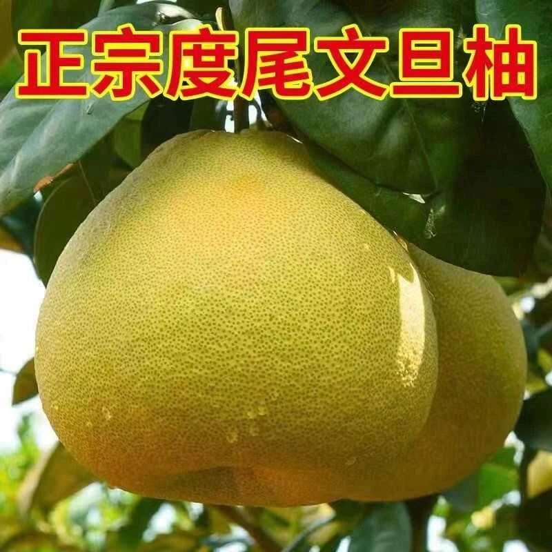 【特惠小孔果】度尾文旦柚正宗老树柚子农场直供无籽蜜柚好剥的柚子