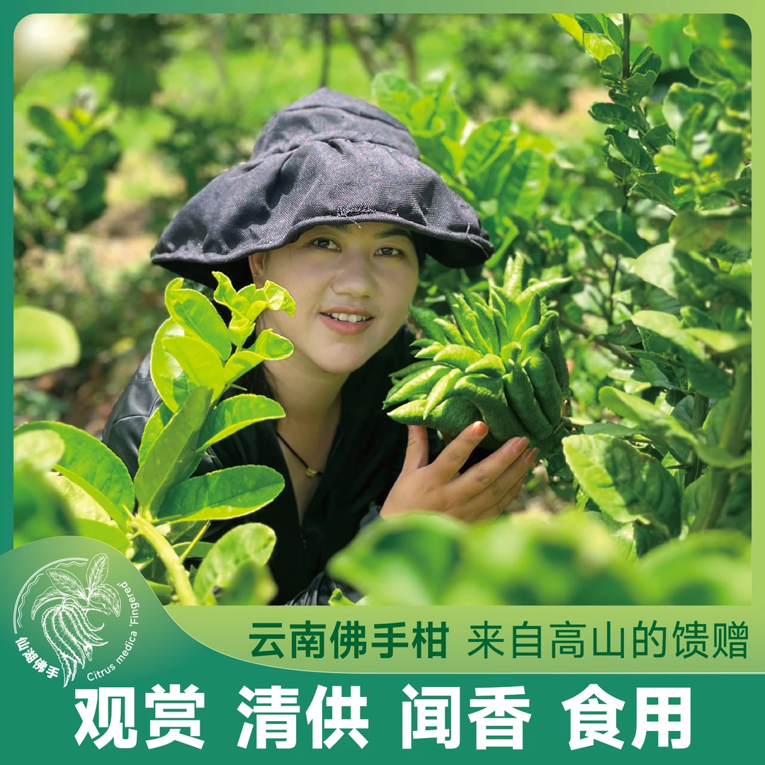 云南自销佛手柑绿植清供观赏闻香摆件香气怡人观果花卉天然香薰