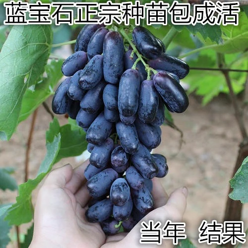 蓝宝石葡萄苗大苗秧苗果树果苗爬藤当年结果种植特大巨峰葡萄树苖