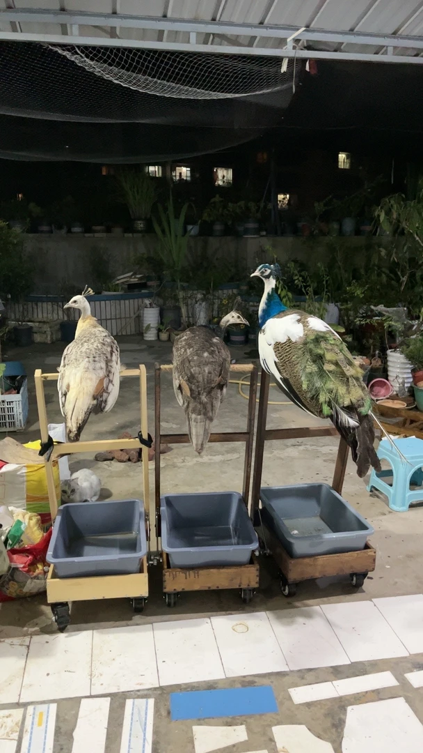 站架  孔雀站架 息架