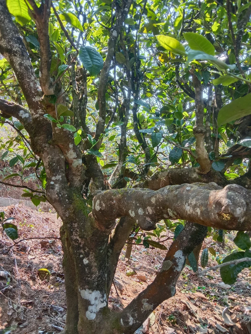 大山【镇康县晓霖茶叶坊】单株