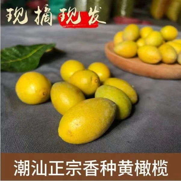 潮汕黄橄榄黄金香橄榄新鲜橄榄生吃煲汤腌制榨汁泡酒回甘半斤包邮