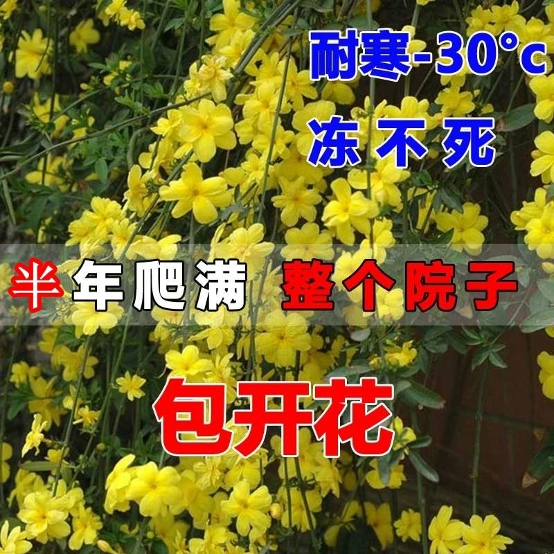 迎春花苗 带花苞发货迎春花植物迎春花 盆栽迎春苗庭院绿化