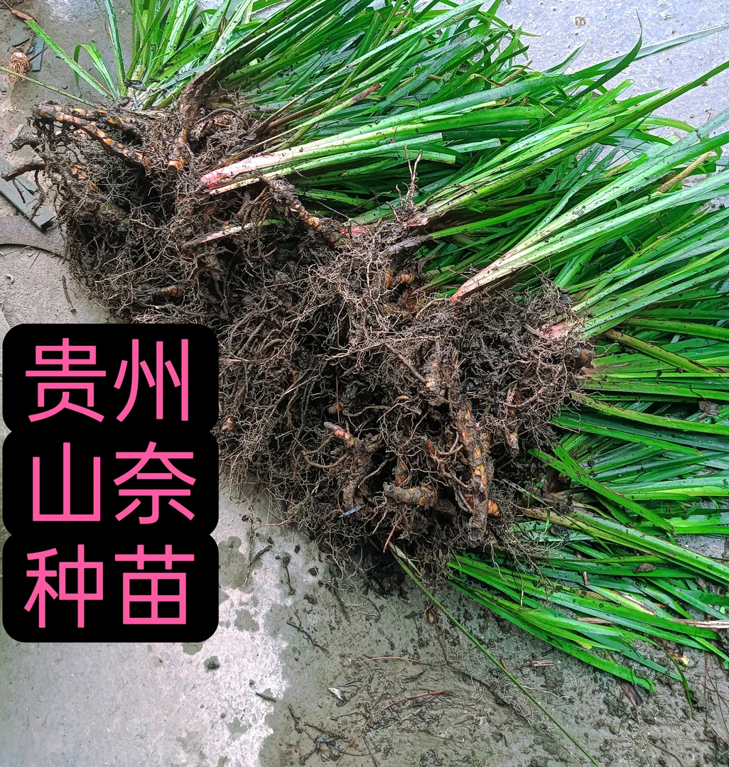 贵州正宗新鲜三奈随手香小葱种子菖蒲葱头青菜种苗红心大叶山奈
