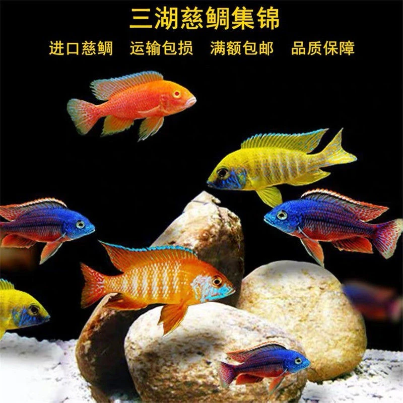 三湖慈鲷活体马鲷鱼中小型热带观赏鱼杂鲷小王子斑马