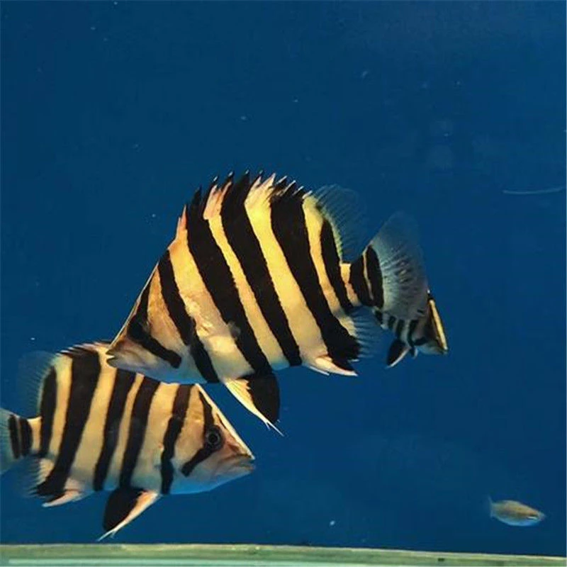 虎鱼苗苏门答腊虎印尼虎鱼活体鱼苗泰北虎三纹四纹虎