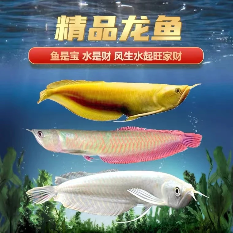 热带观赏鱼七彩银龙鱼黄化银龙鱼活体鱼