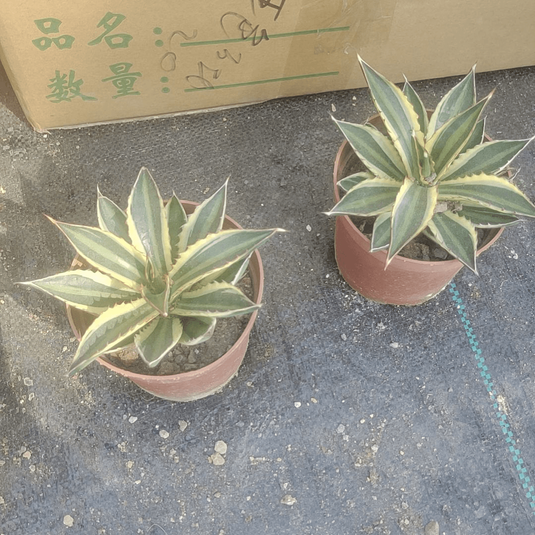 【闪购商品】五色万代