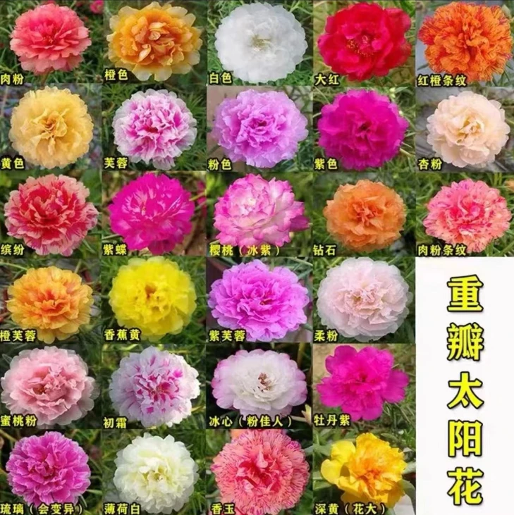 【买一颗送一颗】多色重瓣太阳花老桩 太阳花苗盆景 四季开花