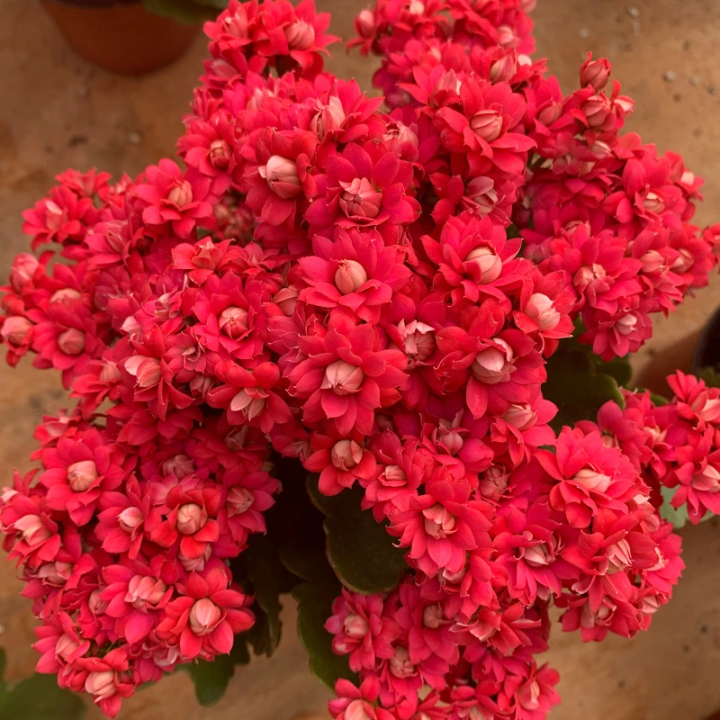 【红宝石】长寿花盆栽重瓣大花带花苞花卉植物四季开花好养活