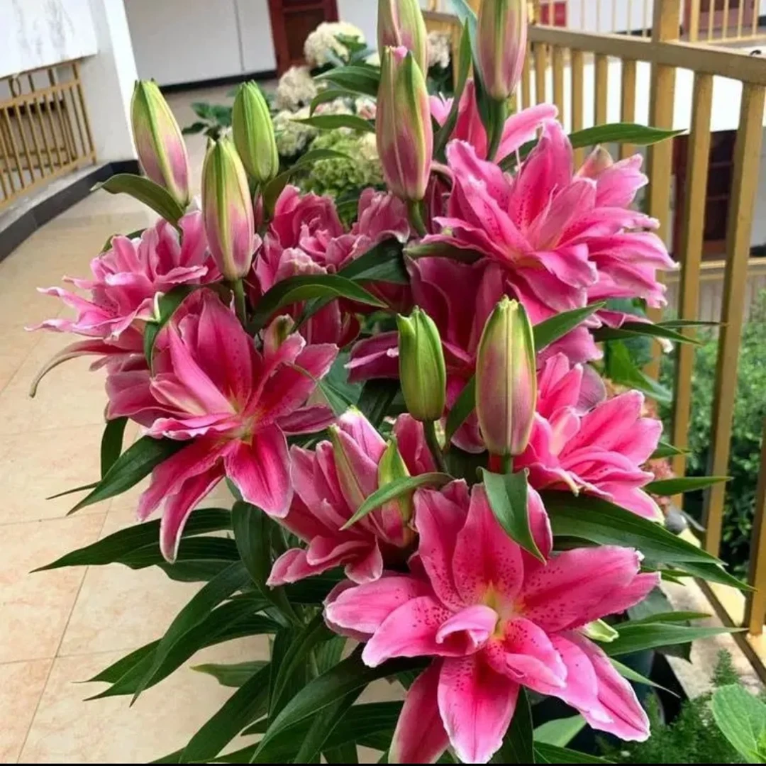 进口香水百合种球盆栽绿植耐寒耐热四季开花阳台庭院桌面花卉客厅