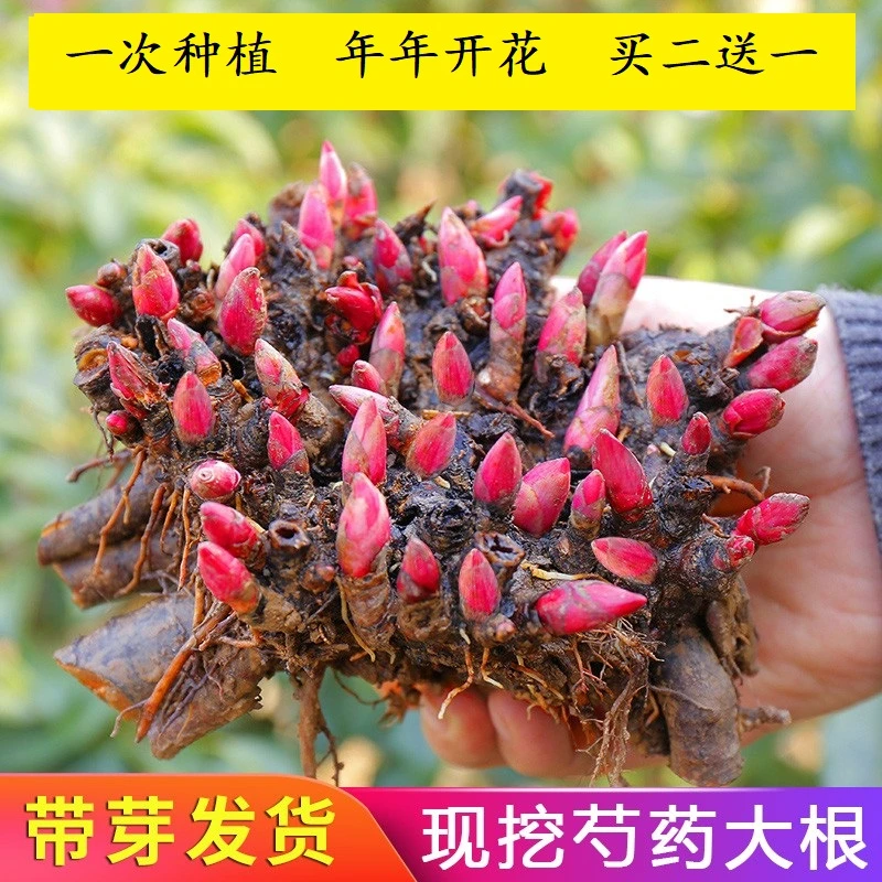带芽芍药花苗大根块四季开花多年生种根阳台庭院浓香花卉盆栽