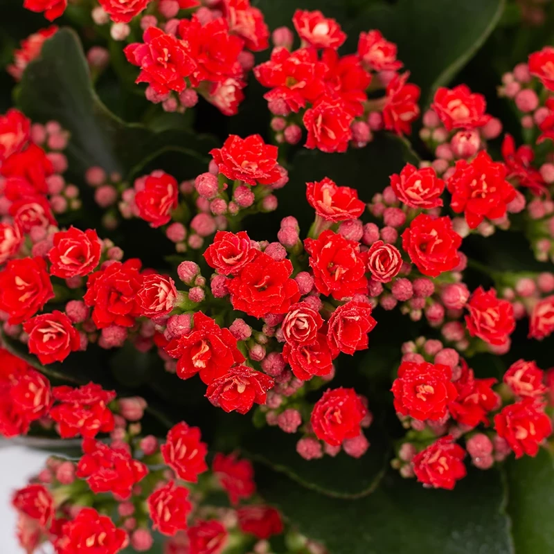 红巴黎 红运 长寿花 盆栽带花 重瓣大花 四季开花110#盆 送肥