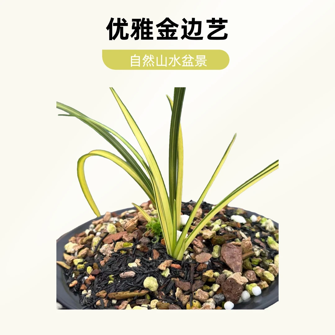 【优雅金边艺】惠兰精品艺草 金尊玉颜 浓香四季 兰花绿植盆栽