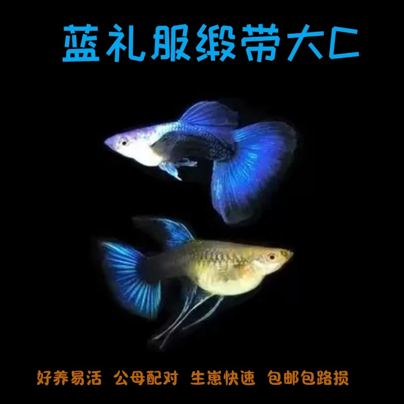 蓝礼服缎带大C孔雀鱼凤尾鱼小型热带鱼可繁殖