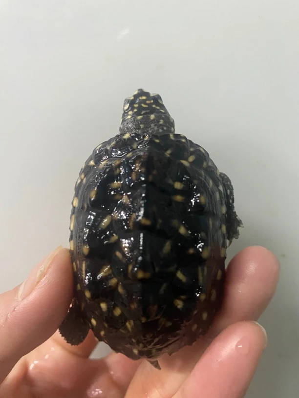 斑点观赏深水龟5.5到6米左右