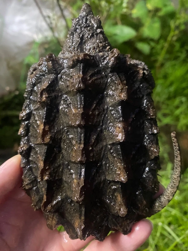 观赏龟鳖13.5厘米左右