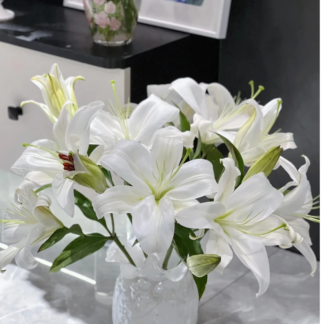 【源头优选】赞比西香水百合 任意2单包邮 发货后不支持退款