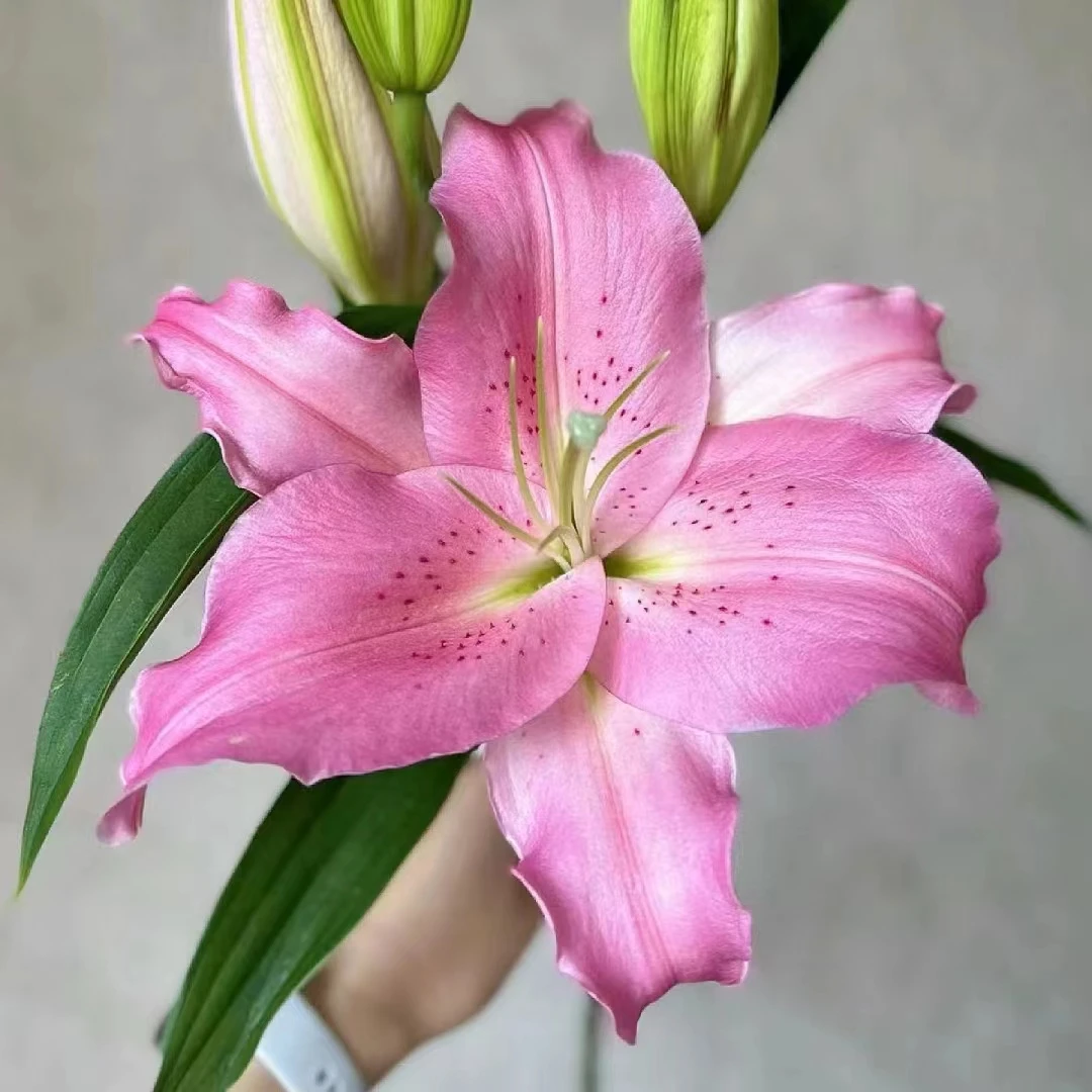 【梦境花卉】荷花香水百合 任意2单以上包邮 发货后不支持退款