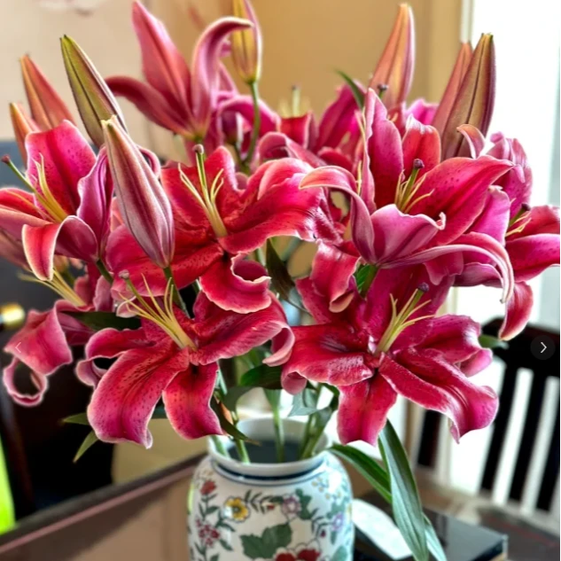 【源头优选】黑美人香水百合 任意2单以上包邮 发货后不支持退款