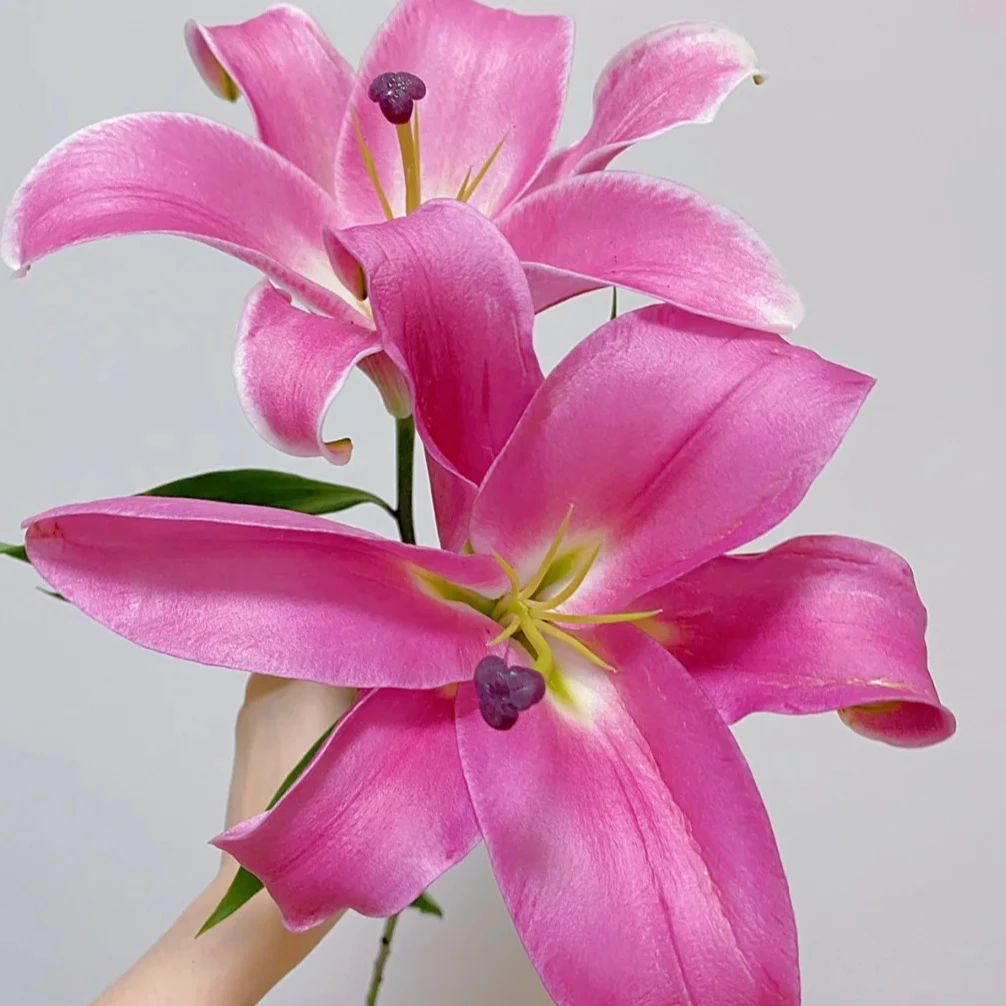 【源头优选】普拉芬多香水百合 任意2单包邮 发货后不支持退款