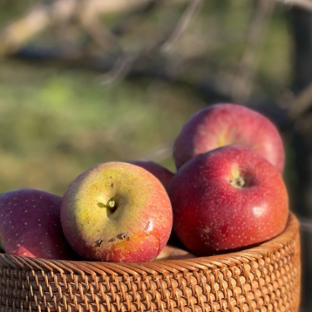 【顺丰包邮】云南昭通冰糖心丑苹果酸甜口味现摘现发5斤/8.8斤