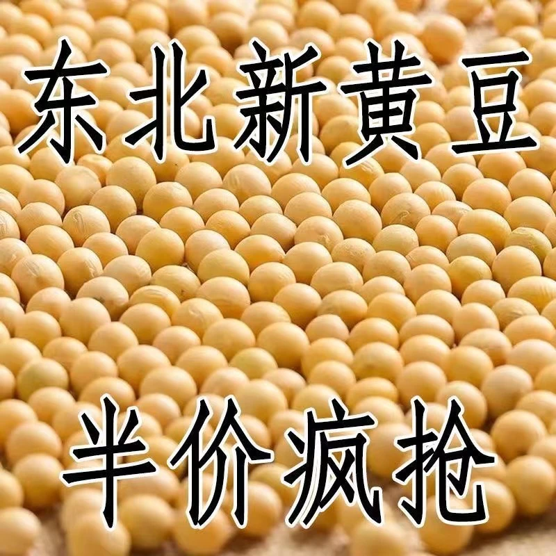 黄豆批发大豆2023东北非转基因农家自种黑龙江大豆生豆芽打豆浆豆