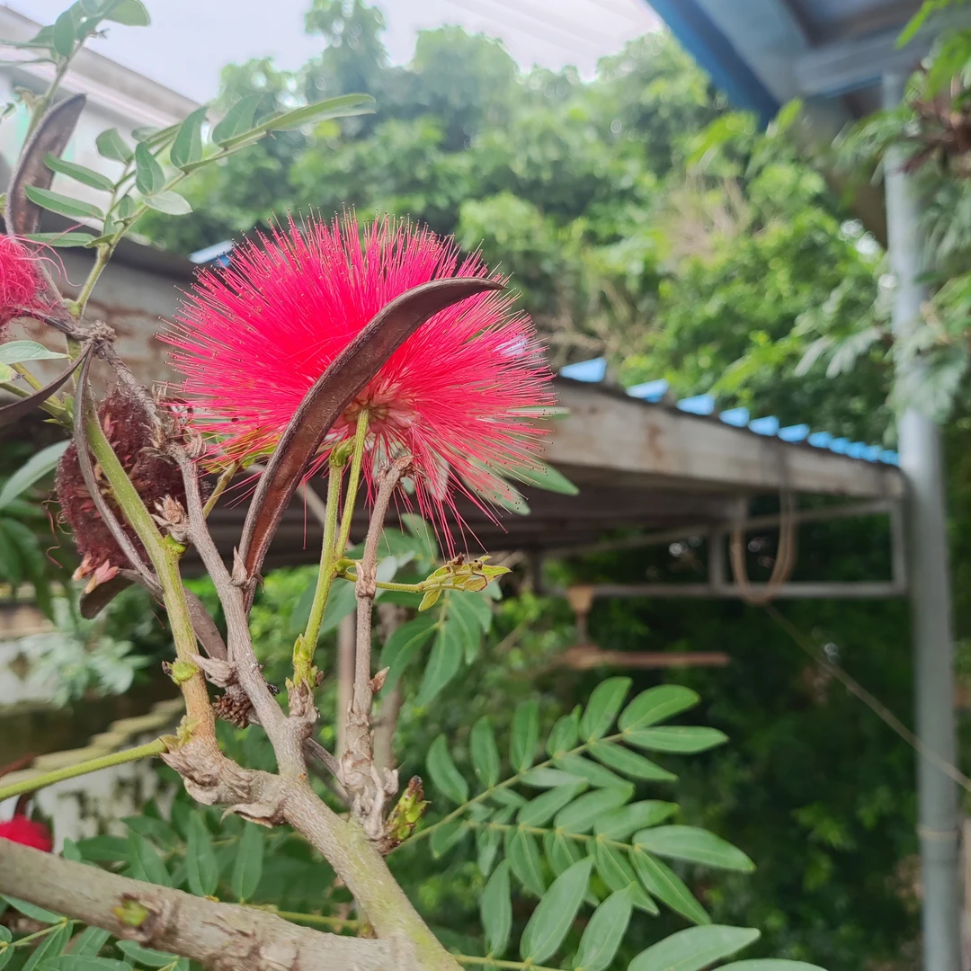 红合欢朱樱花红绒球