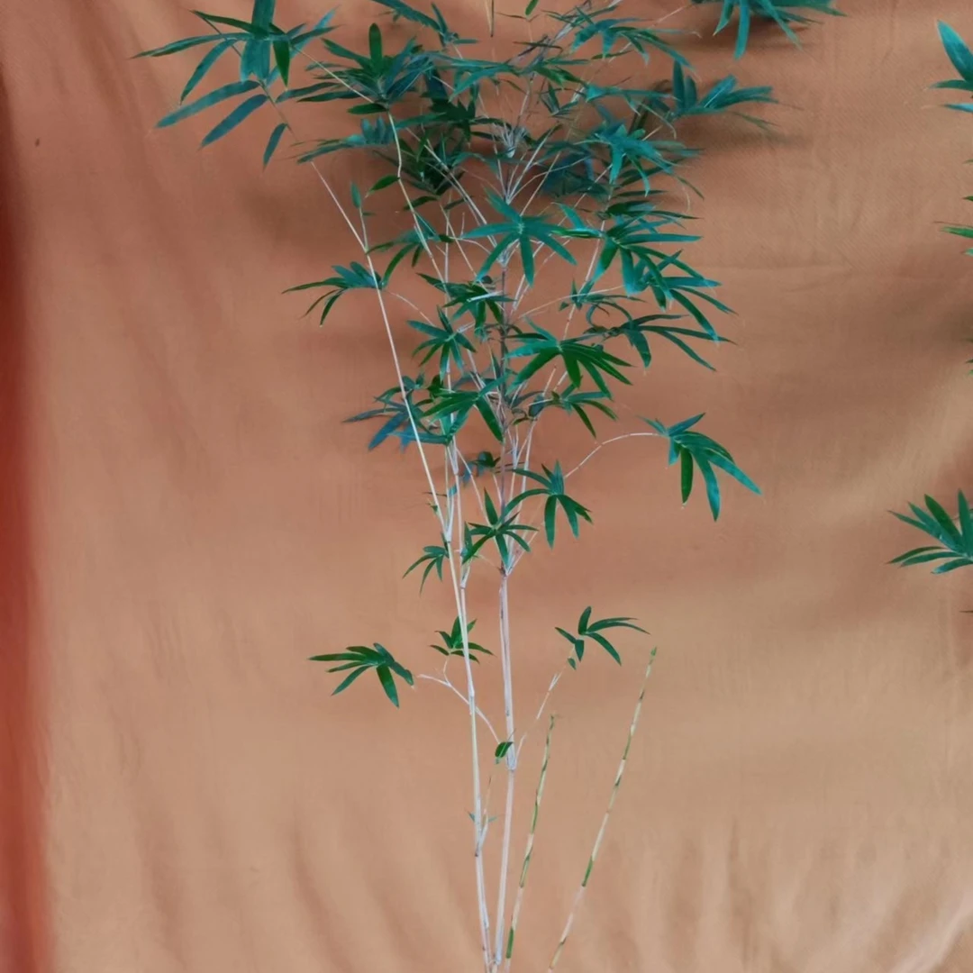 红观音竹红竹红运竹盆栽黄色一米以内植物白色红色粉色