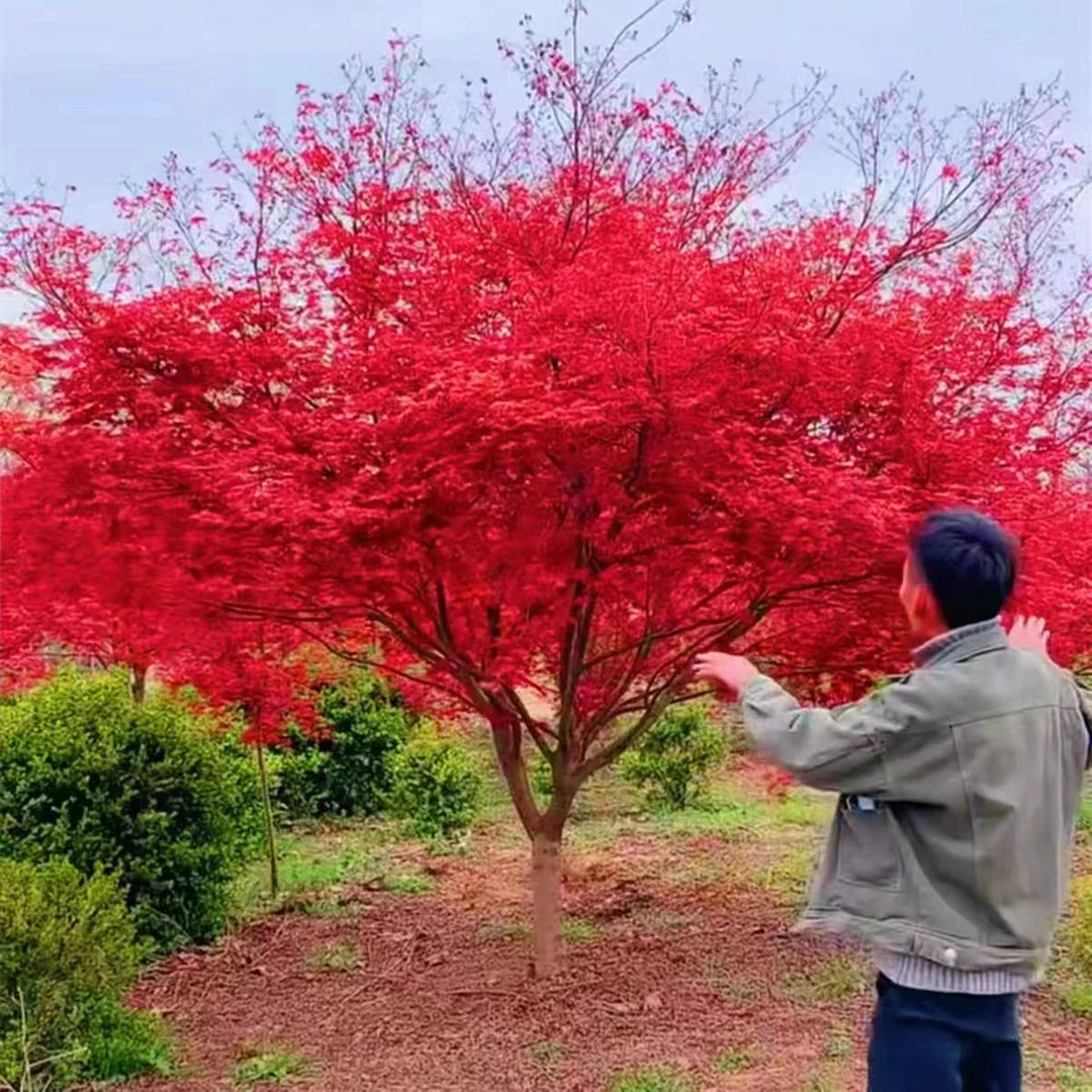 中华小叶红枫三季红枫红枫树苗四季红庭院景观树种
