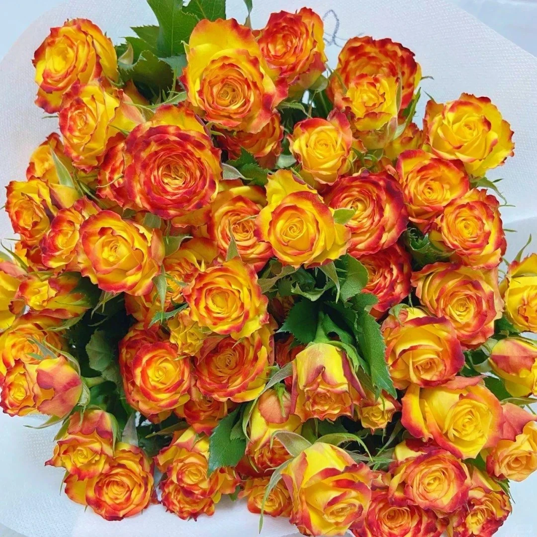 【眼线多头玫瑰】斗南鲜花云南直发玫瑰鲜花两单包邮